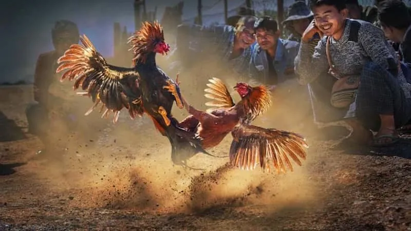 sách gà chọi saowinuy tín an toàn